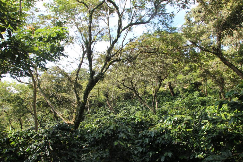 Plantation de café Finca La Rosas au Honduras