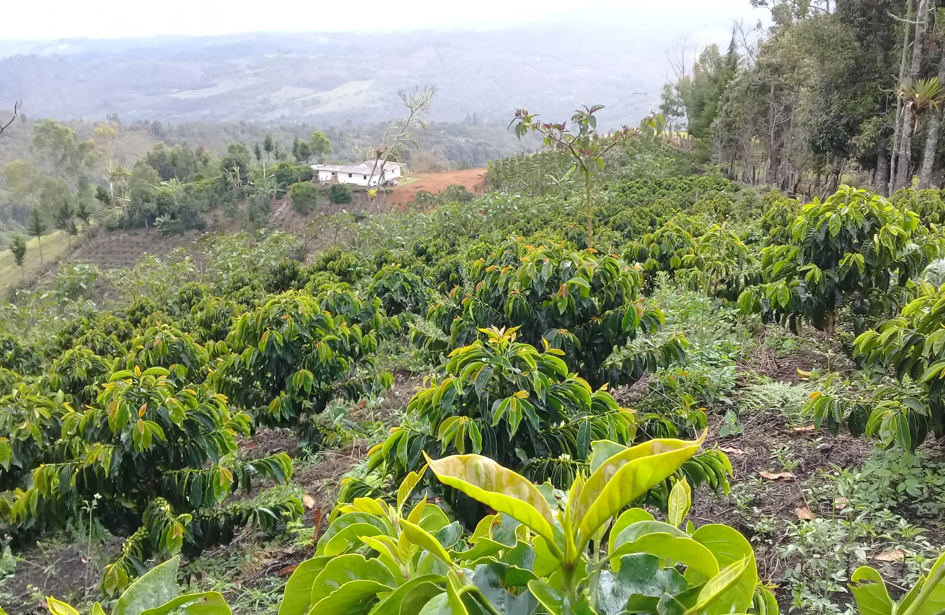 Colombie El Tambo Ferme